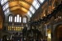 The Natural History Museum!