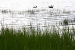 Ducks in Rotoma lake